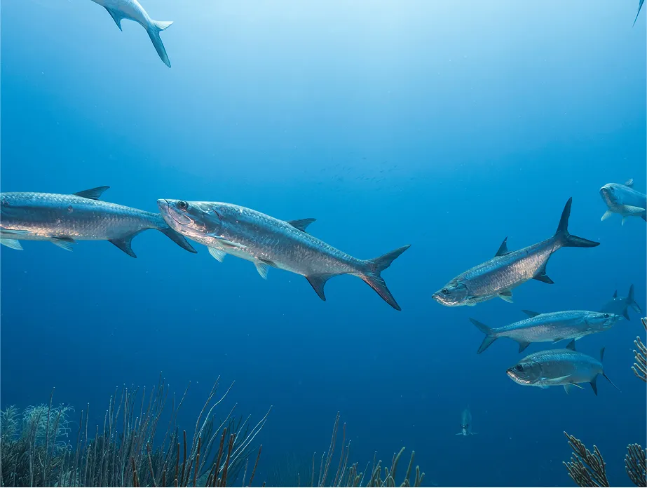 fishing season image